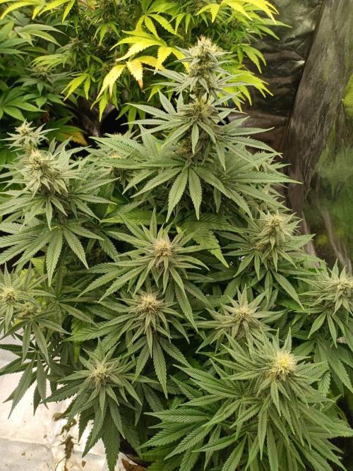 Blue Sunset Sherbert. Week 11