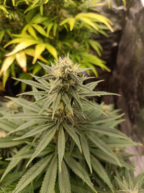 Blue Sunset Sherbert. Week 11