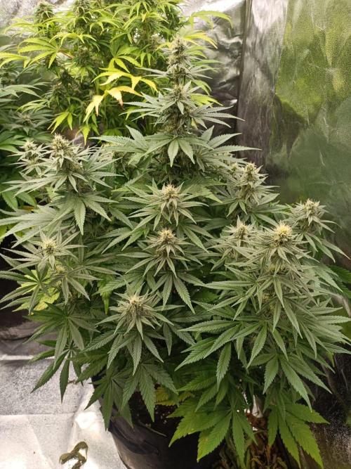 Blue Sunset Sherbert. Week 11
