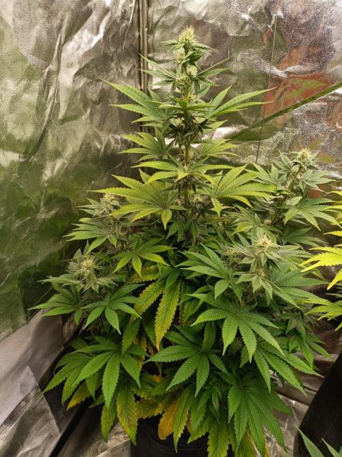 Blue Zushi. Week 12
