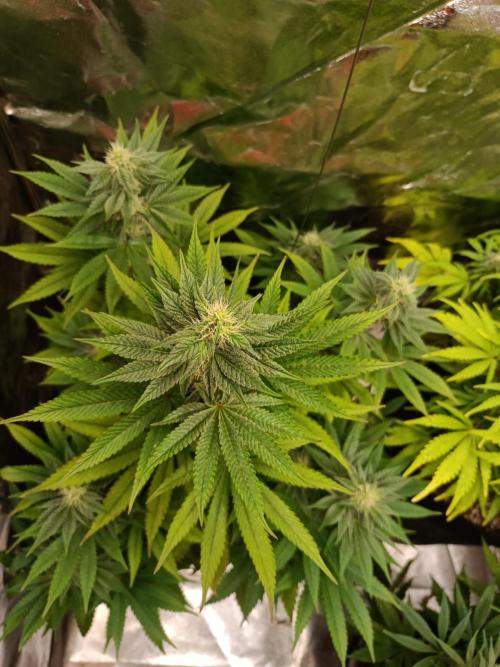 Blue Zushi. Week 12