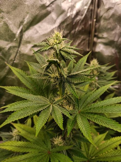 Blue Zushi. Week 12
