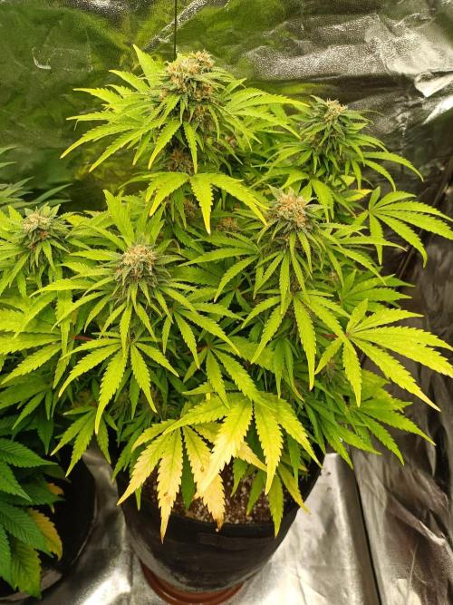 White Truffle. Week 12