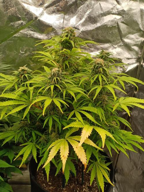 White Truffle. Week 12