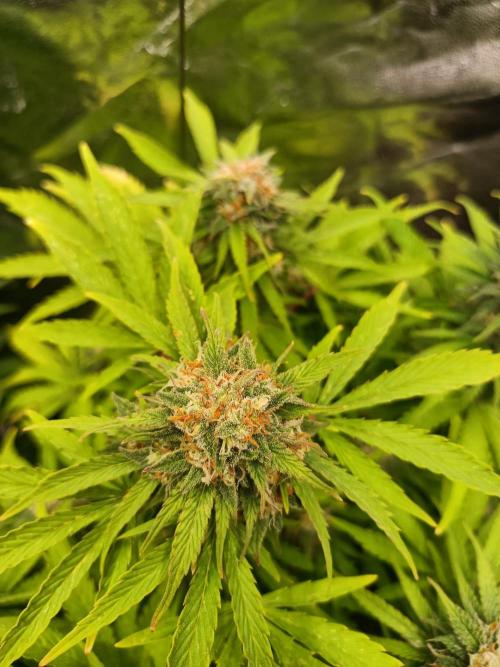 White Truffle. Week 12
