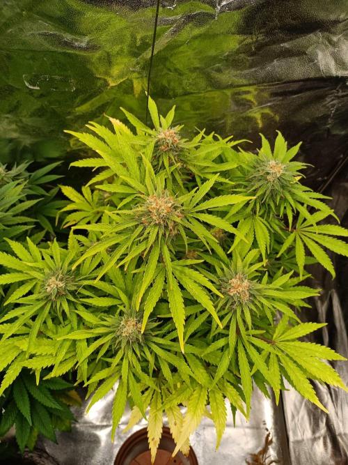 White Truffle. Week 12