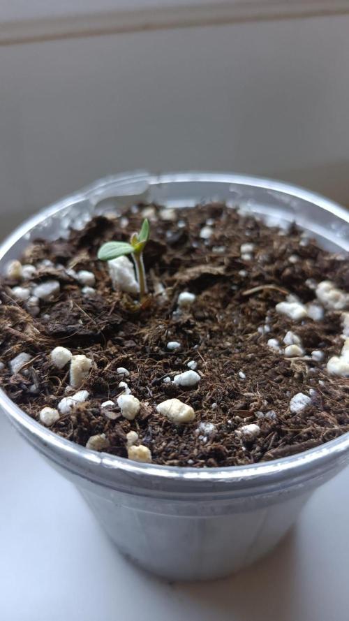 Northern Lights. Week 0