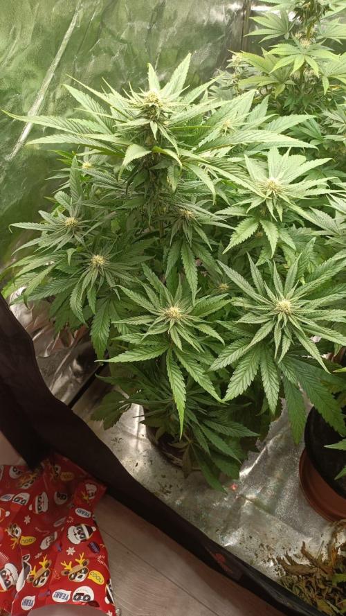 Chocolate Rainbow XXL. Week 10