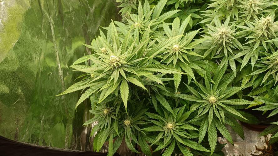 Chocolate Rainbow XXL. Week 10