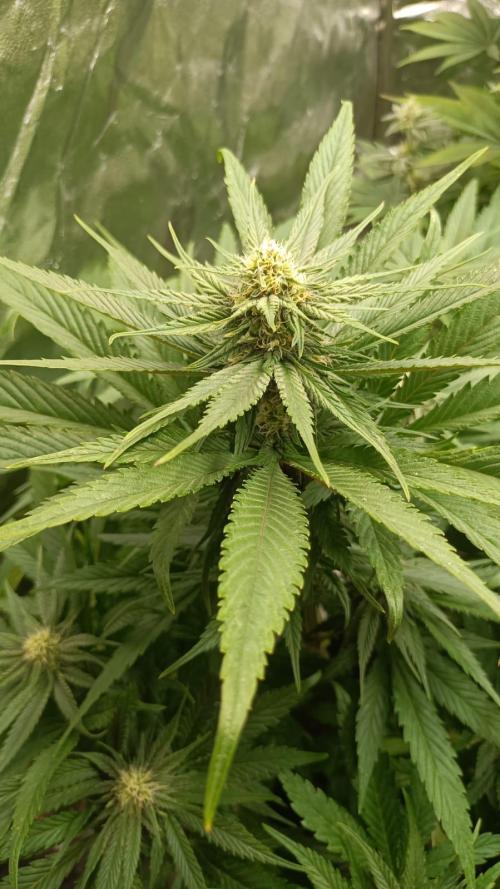 Chocolate Rainbow XXL. Week 10