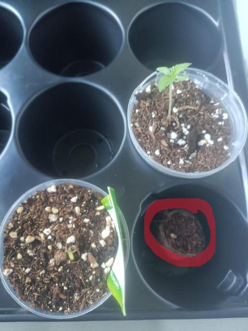 Bubblegum Auto Outdoor. Week 0