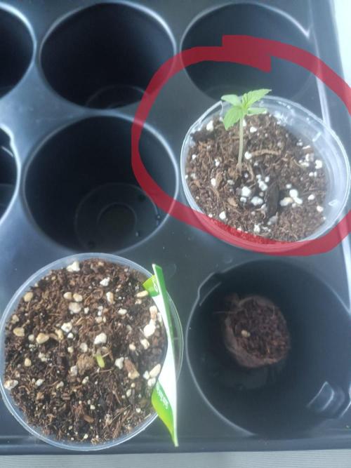 Northern Lights. Week 0