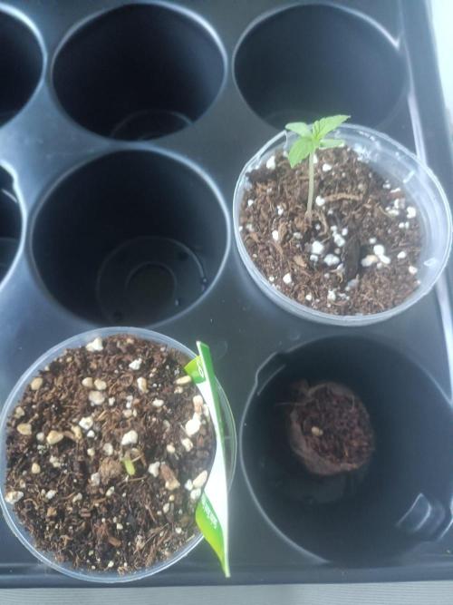 Swiss Skunk Auto Outdoor. Week 0
