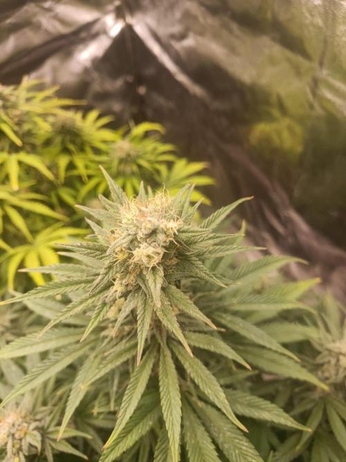 Blue Sunset Sherbert. Week 12