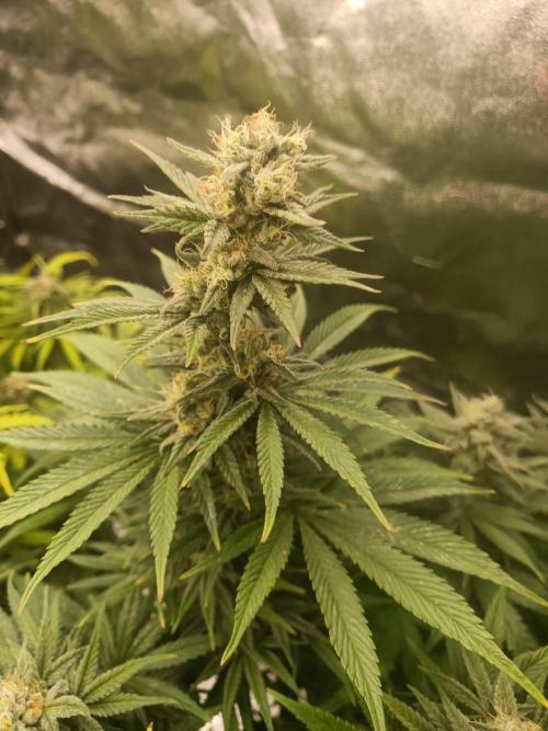 Blue Sunset Sherbert. Week 12