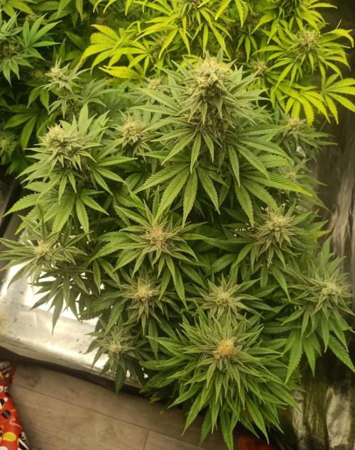 Blue Sunset Sherbert. Week 12