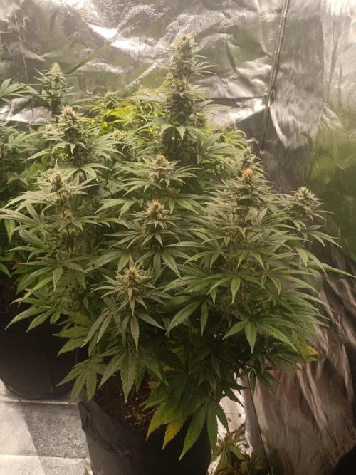 Blue Sunset Sherbert. Week 12