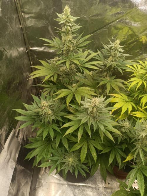 Blue Zushi. Week 13