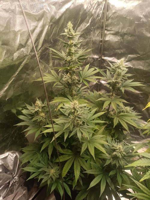 Blue Zushi. Week 13