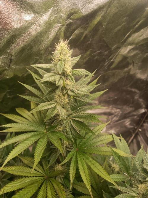 Blue Zushi. Week 13