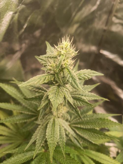 Blue Zushi. Week 13