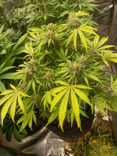 White Truffle. Week 13
