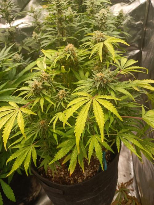 White Truffle. Week 13