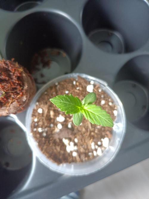 Northern Lights Outdoor. Week 1