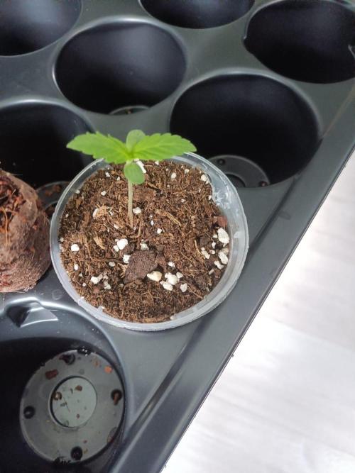 Northern Lights Outdoor. Week 1