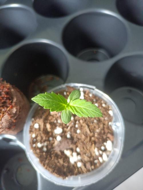 Northern Lights. Week 1
