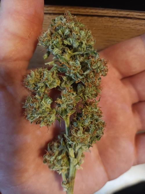 White Truffle. Week 14
