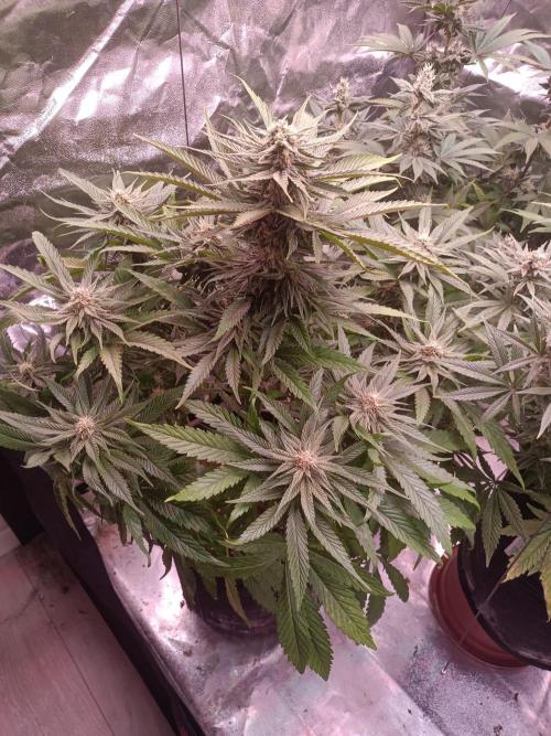 Chocolate Rainbow XXL. Week 11