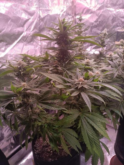Chocolate Rainbow XXL. Week 11