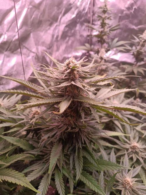 Chocolate Rainbow XXL. Week 11
