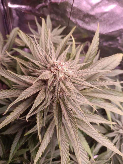Chocolate Rainbow XXL. Week 11