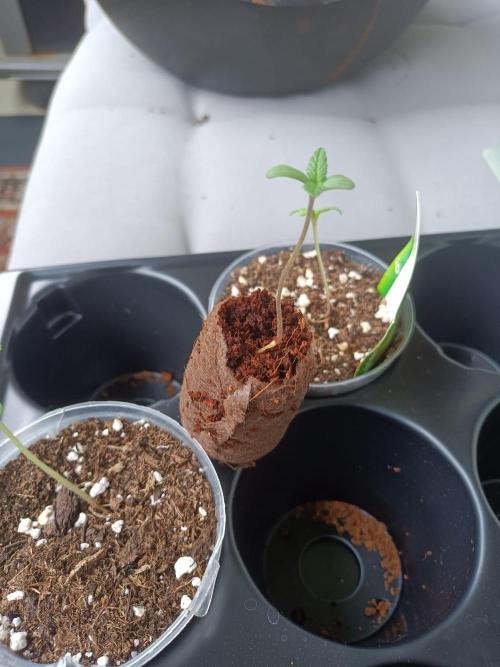 Bubblegum Auto Outdoor. Week 1