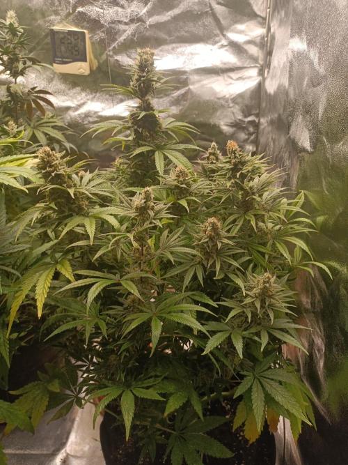 Blue Sunset Sherbert. Week 13