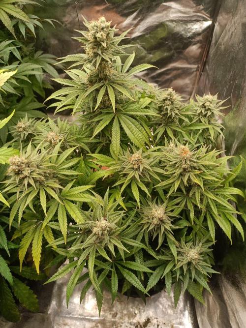 Blue Sunset Sherbert. Week 13