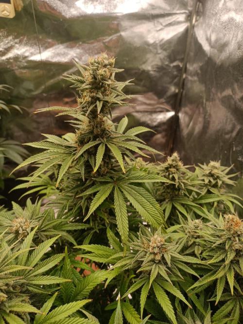 Blue Sunset Sherbert. Week 13