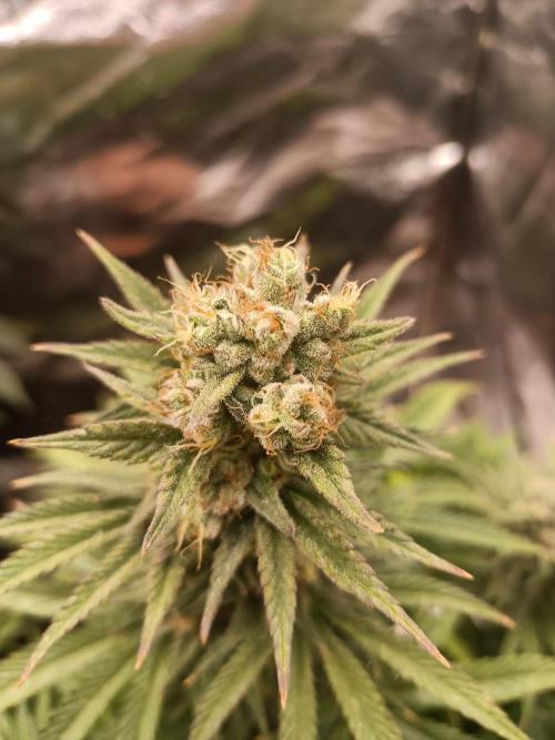Blue Sunset Sherbert. Week 13