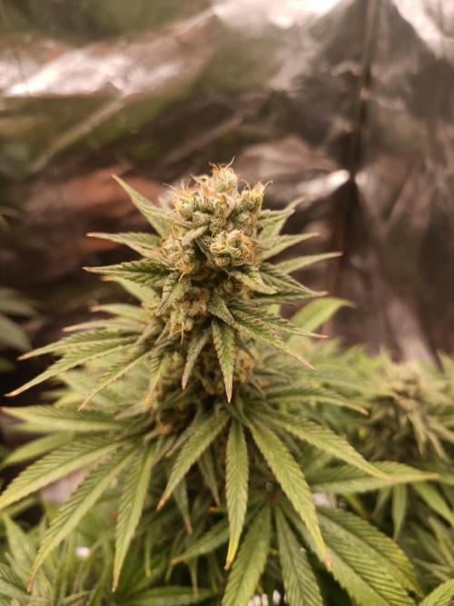Blue Sunset Sherbert. Week 13