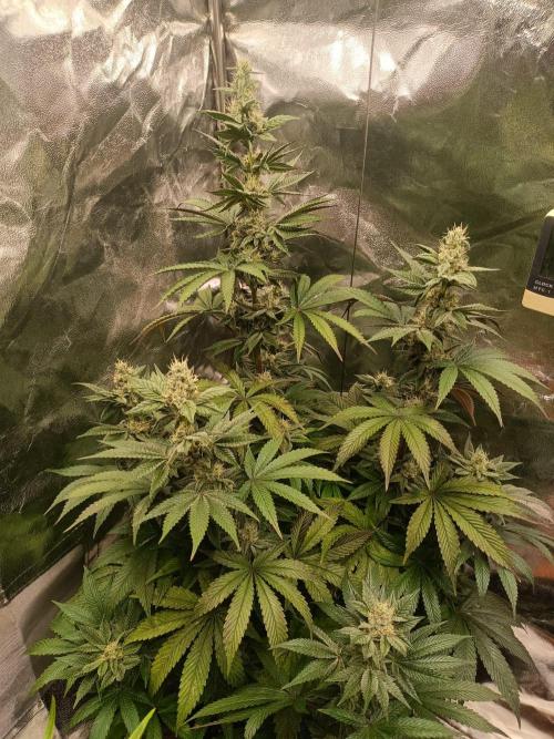 Blue Zushi. Week 14