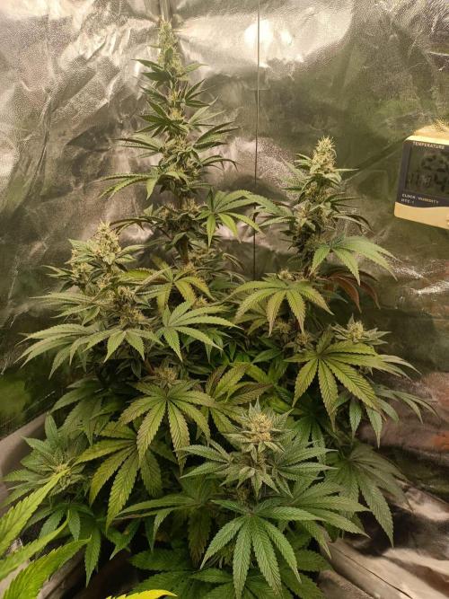 Blue Zushi. Week 14