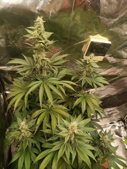Blue Zushi. Week 14