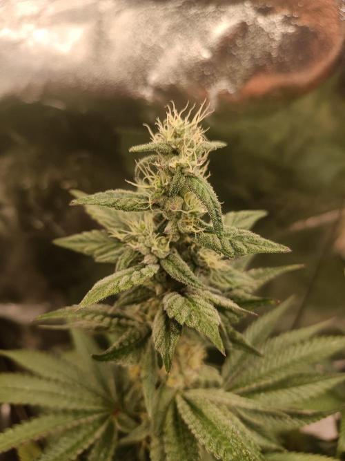 Blue Zushi. Week 14