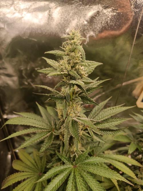 Blue Zushi. Week 14