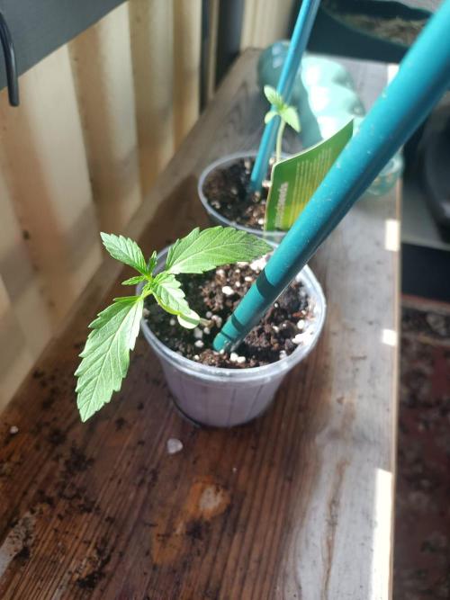 Northern Lights Outdoor. Week 2