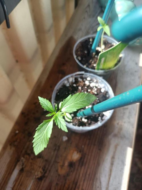 Northern Lights Outdoor. Week 2