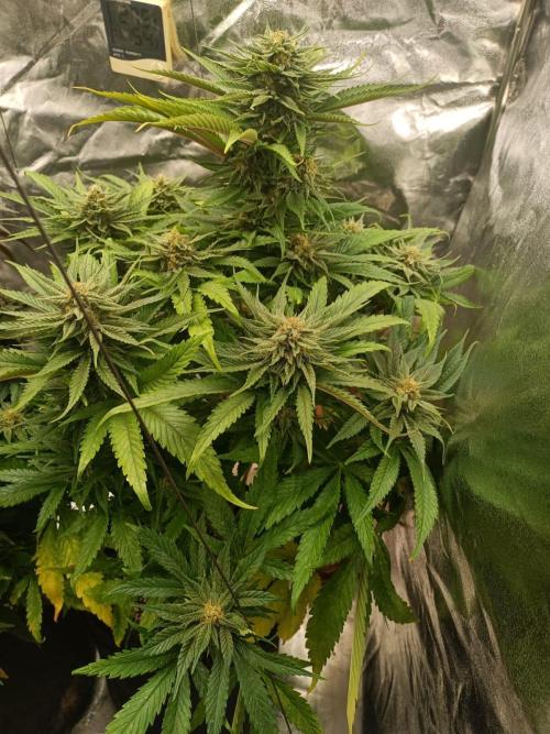Chocolate Rainbow XXL. Week 12