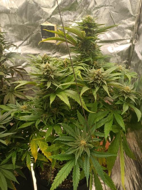 Chocolate Rainbow XXL. Week 12